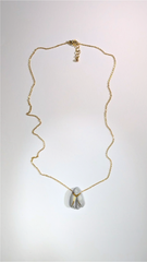 InSect - Gray Porcelain Moth - Close-winged