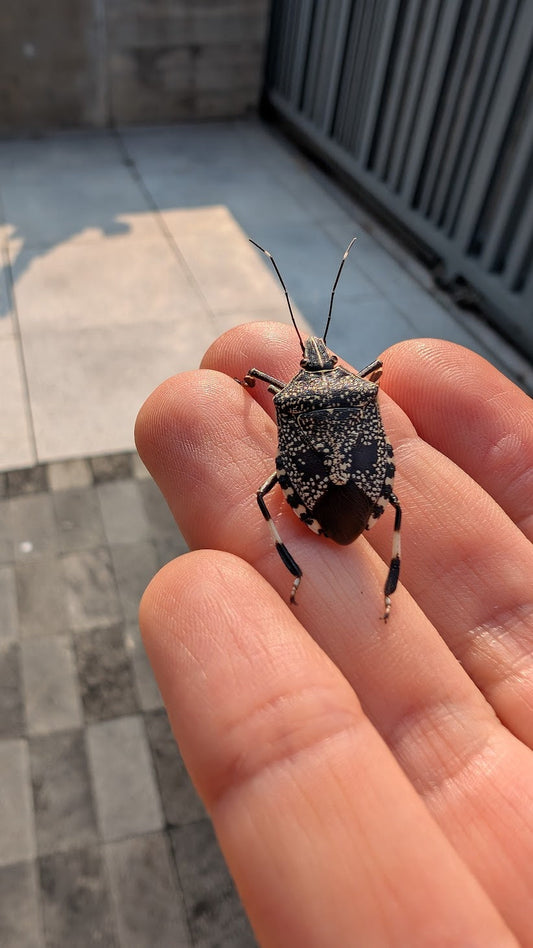 A stink bug sitting on a hand - design reference